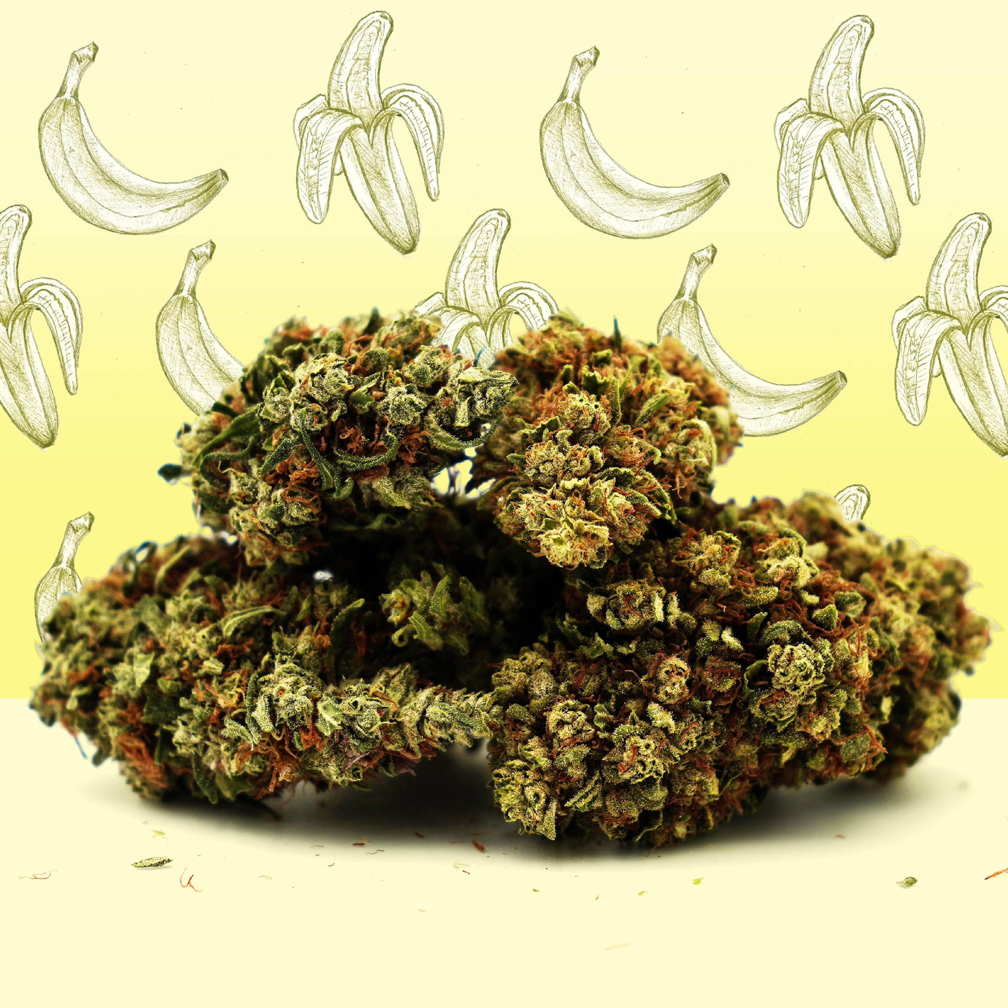 Fleurs de Chanvre CBG – Banana Cream cultivée sous-serre (Greenhouse) La Banana Cream est la nouvelle variété de fleurs CBG de chez Mama Kana. Elle sedémarque par la douceur de ses arômes, crémeux, qui tirent subtilement vers le fruité, mais également par son taux très élevé de 12% de CBG. Les têtes charnues, volumineuses et aériennes, sont idéales pour profiter au mieux du potentiel et des arômes de la fleur. Spécialement sélectionnée par nos soins, cette variété de fleur CBG a bénéficié d’une attention toute particulière à tous les stades de sa culture et compte parmi les plus savoureuses et riches en cannabinoïdes du marché français. Faites-nous part de votre retour en commentaire sur notre groupe Facebook France CBD - Mama Kana !