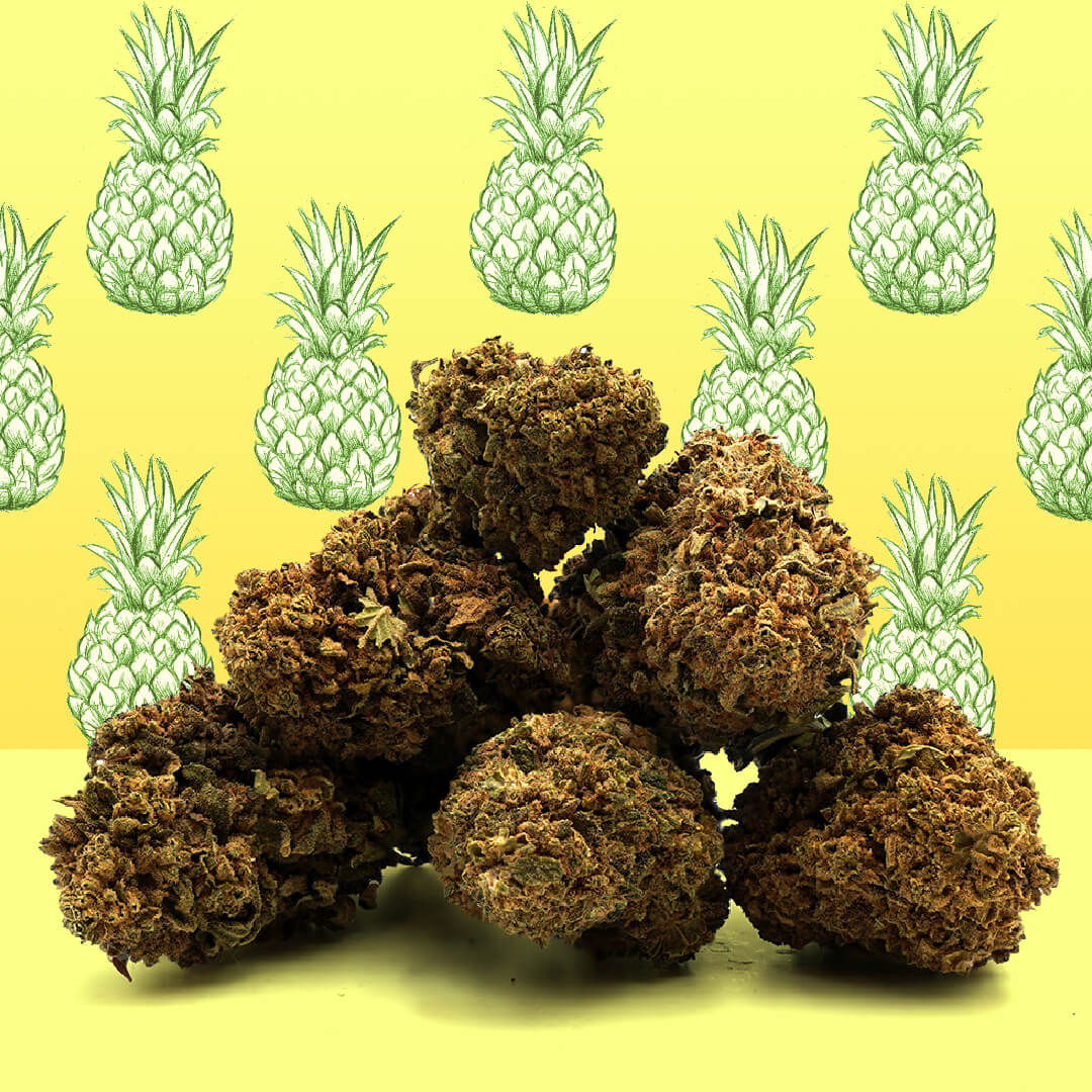 Fleurs de Chanvre CBD – Pineapple Express cultivée en intérieur (Greenhouse) Cette variété aux allures tropicales présente d’intéressants arômes d’agrumes, d’ananas et d’herbes fraîches. Un savant équilibre pour d’agréables sensations fruitées. 